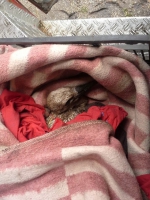 10256889_697358113657962_1567645252635066054_n